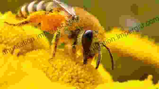 A Bee Perched On A Vibrant Flower, Its Proboscis Extended A Buzz In The Meadow: The Natural History Of A French Farm