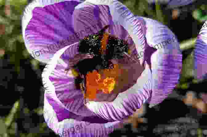 A Bumblebee Pollinating A Flower A Sting In The Tale: My Adventures With Bumblebees