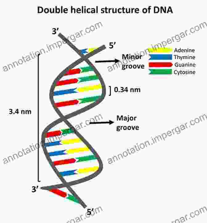 A Close Up Of A Double Helix, Representing The Structure Of DNA The Story Of The Human Body: Evolution Health And Disease