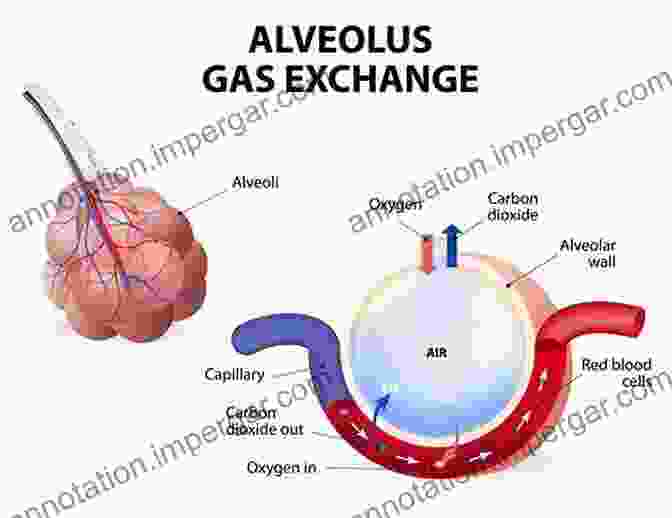 A Close Up Of Alveoli, The Tiny Air Sacs In The Lungs Where Gas Exchange Occurs The Story Of The Human Body: Evolution Health And Disease