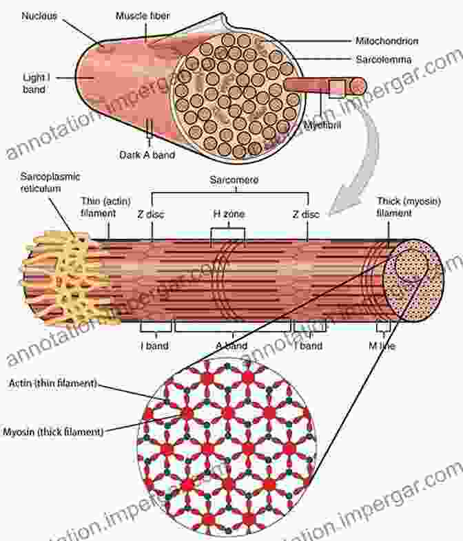 A Cross Section Of Muscle Fibers, Showing Their Intricate Structure The Story Of The Human Body: Evolution Health And Disease