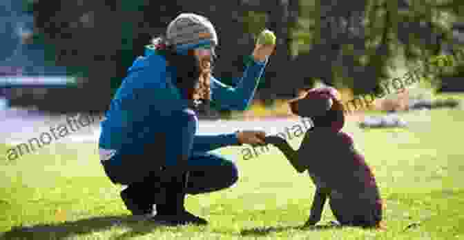 A Dog Owner And Their Dog Engaged In Positive Reinforcement Training What The Dogs Taught Me About Being A Parent