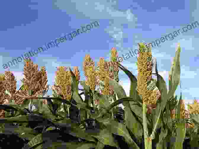 A Field Of Sorghum Plants Achieving Sustainable Cultivation Of Sorghum Volume 2: Sorghum Utilization Around The World (Burleigh Dodds In Agricultural Science 32)