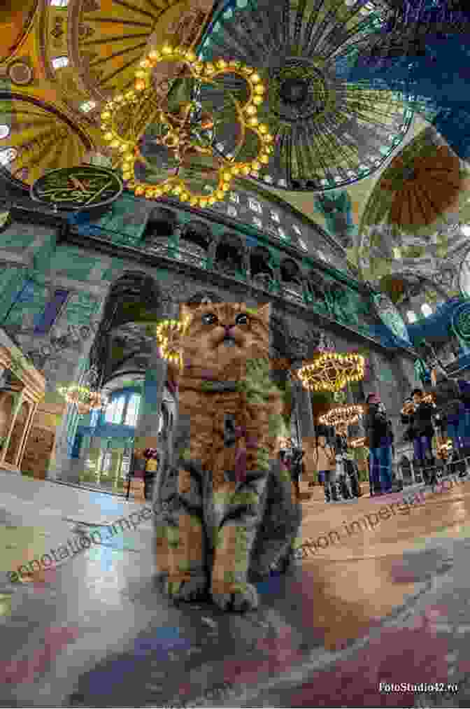 A Group Of Cats Resting On A Rooftop In Istanbul, With The Hagia Sophia In The Background Kedi: A Docalogue Jaimie Baron