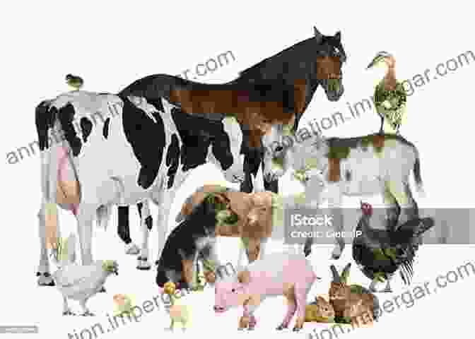 A Group Of Farm Animals Looking At The Camera True Or False? Farm Animals