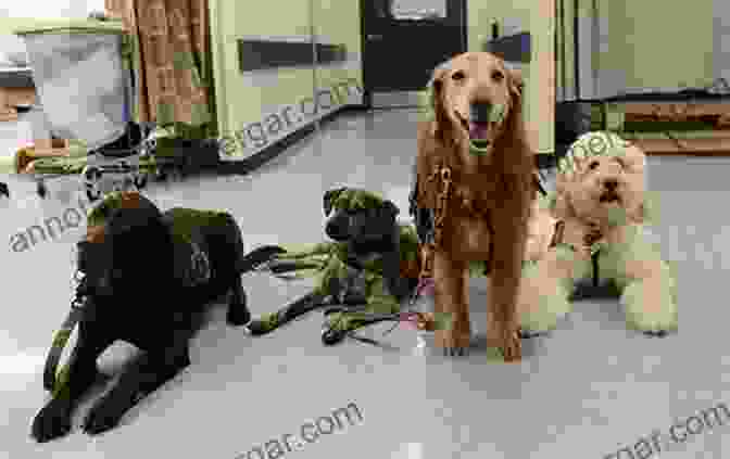 A Group Of Therapy Animals Visiting A Veteran's Hospital Vets And Pets: Wounded Warriors And The Animals That Help Them Heal