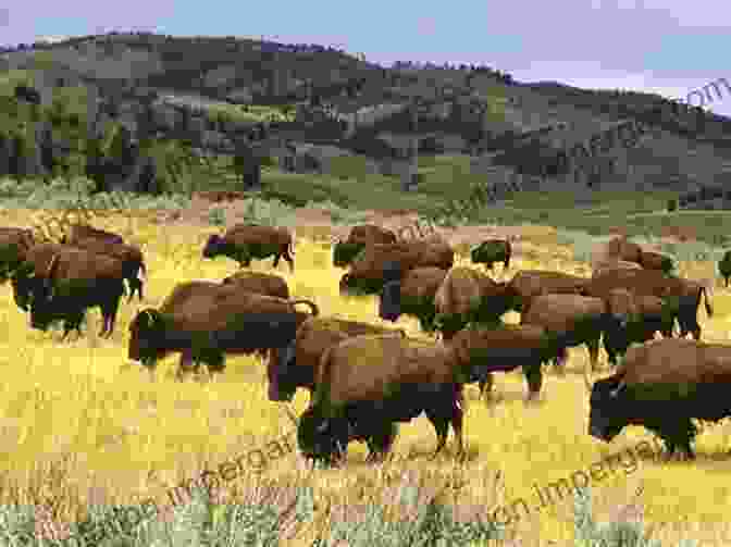 A Herd Of Bison Grazing In The Expansive Grasslands. Yellowstone National Park: Yellowstone National Park In Photographs