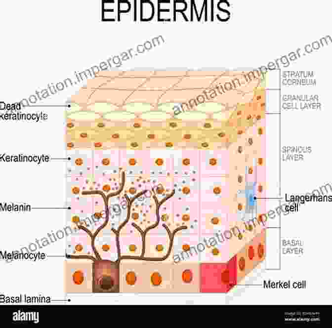 A Microscopic View Of Skin Cells, Showing Their Layered Structure The Story Of The Human Body: Evolution Health And Disease