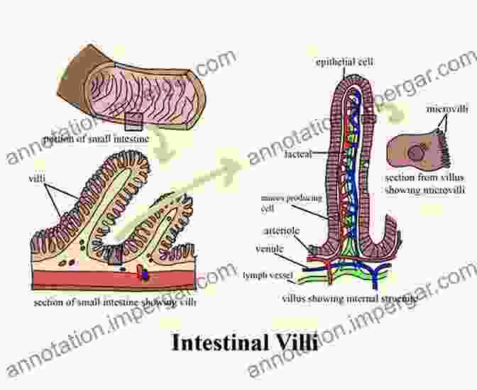 A Section Of The Small Intestine, Showing Its Finger Like Villi That Increase Surface Area For Nutrient Absorption The Story Of The Human Body: Evolution Health And Disease