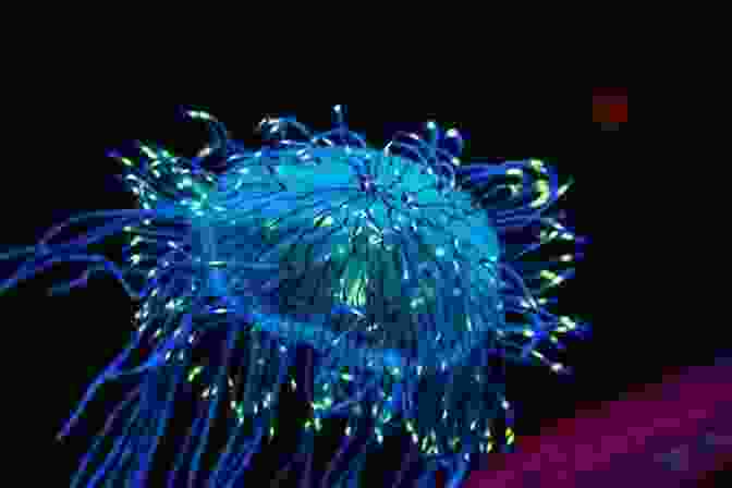 An Image Of A Bioluminescent Deep Sea Creature. Ecology Of The Indonesian Seas Part 1 (Ecology Of Indonesia Series)