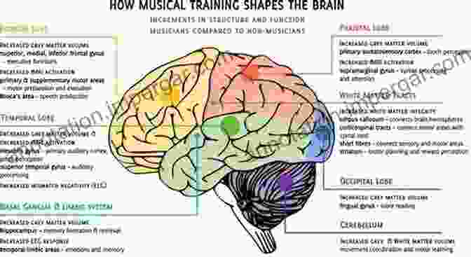 An Image Of The Human Brain Highlighting The Areas Responsible For Music Processing The World In Six Songs: How The Musical Brain Created Human Nature