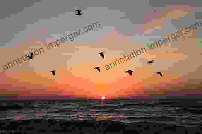 Birds In Flight Against A Vibrant Sunset The Secret Perfume Of Birds: Uncovering The Science Of Avian Scent