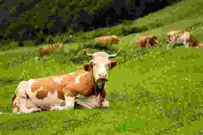 Cows Grazing In A Meadow, Promoting Biodiversity And Soil Health. Creating Dairyland: How Caring For Cows Saved Our Soil Created Our Landscape Brought Prosperity To Our State And Still Shapes Our Way Of Life In Wisconsin