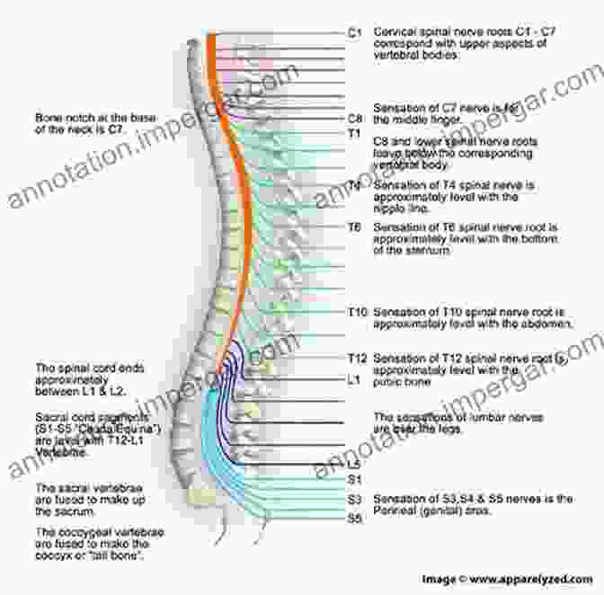 Detailed Diagram Of The Human Spinal Cord, Highlighting Its Structure, Tracts, And Nerve Roots Clinical Anatomy Of The Spine Spinal Cord And ANS