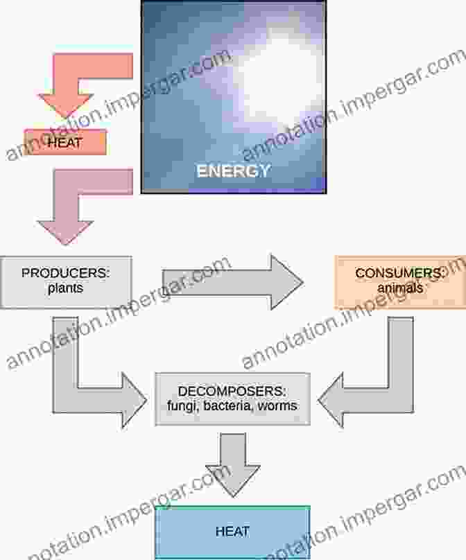 Diagram Depicting Energy Exchange Pathways In An Organism, Including Photosynthesis, Cellular Respiration, And Heat Transfer. Soil And Water: Physical Principles And Processes (Physiological Ecology)