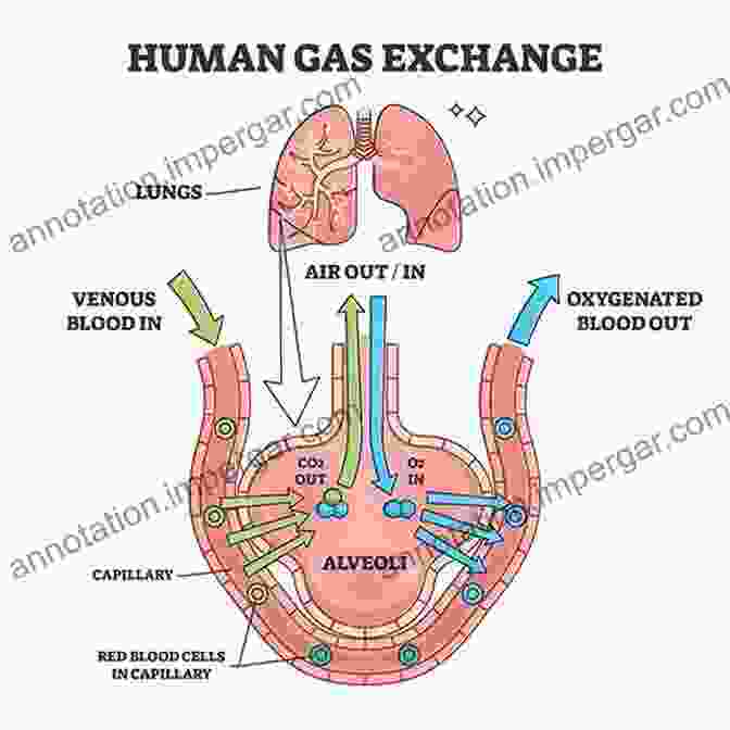 Diagram Illustrating The Process Of Gas Exchange In The Lungs, Including The Exchange Of Oxygen And Carbon Dioxide Between The Alveoli And The Bloodstream. Soil And Water: Physical Principles And Processes (Physiological Ecology)