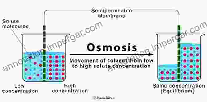 Diagram Illustrating The Process Of Osmosis, Solute Concentration Gradients, And The Movement Of Water Across A Semipermeable Membrane. Soil And Water: Physical Principles And Processes (Physiological Ecology)