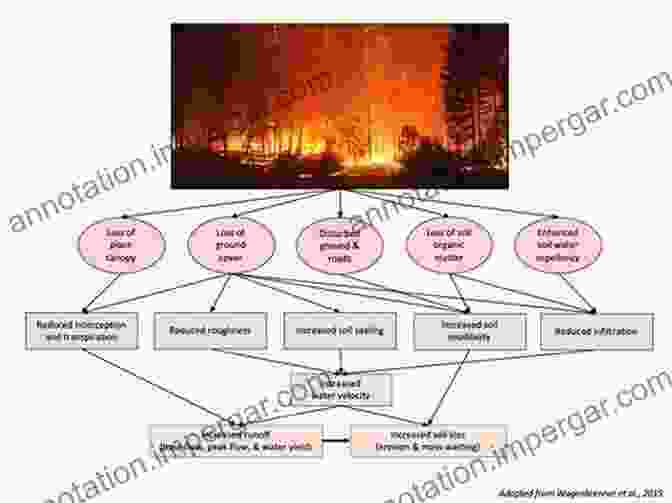 Diagram Of Ecological Processes Driving Forest Recovery After Wildfire Forest Phoenix: How A Great Forest Recovers After Wildfire