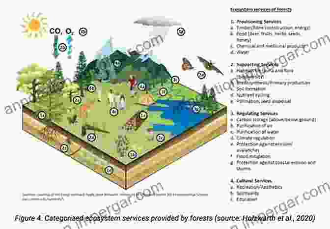 Forests Provide A Wide Range Of Ecosystem Services, Including Clean Air And Water, Carbon Sequestration, Soil Conservation, And Recreation Opportunities Forest Phoenix: How A Great Forest Recovers After Wildfire