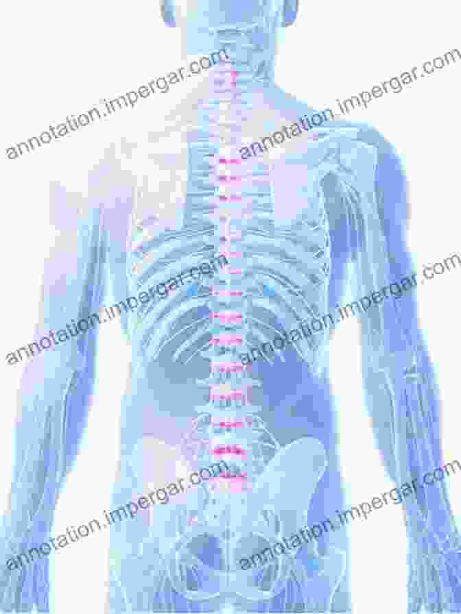 Highly Detailed Illustration Of Human Spine Showcasing Vertebrae, Discs, Muscles, And Ligaments Clinical Anatomy Of The Spine Spinal Cord And ANS