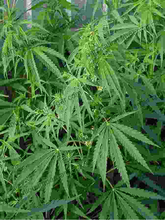 Image Of A Cannabis Plant Novel Therapeutic Approaches To The Treatment Of Parkinson S Disease: An Overview And Update (Topics In Medicinal Chemistry 18)