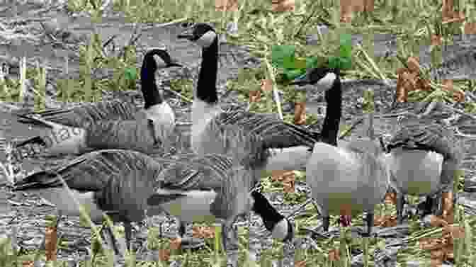 Image Of A Flock Of Geese Grazing On A Homestead The Modern Homesteader S Guide To Keeping Geese: {Subtitle}