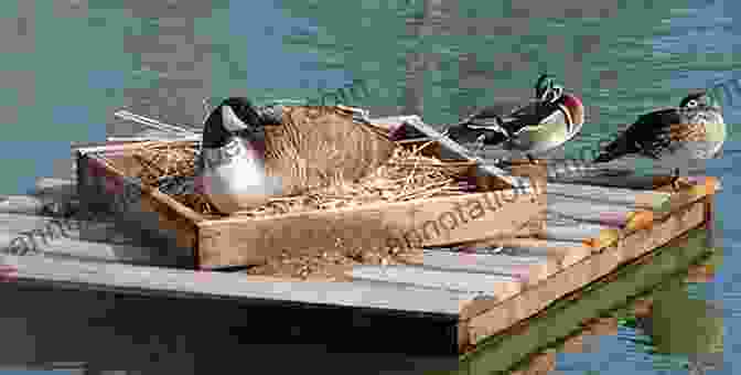 Image Of A Goose Collecting Its Eggs In A Nesting Box The Modern Homesteader S Guide To Keeping Geese: {Subtitle}