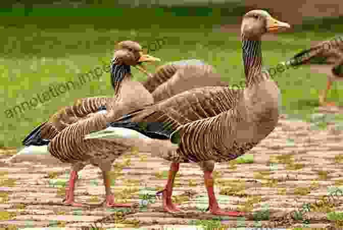 Image Of Different Breeds Of Geese On A Farm The Modern Homesteader S Guide To Keeping Geese: {Subtitle}