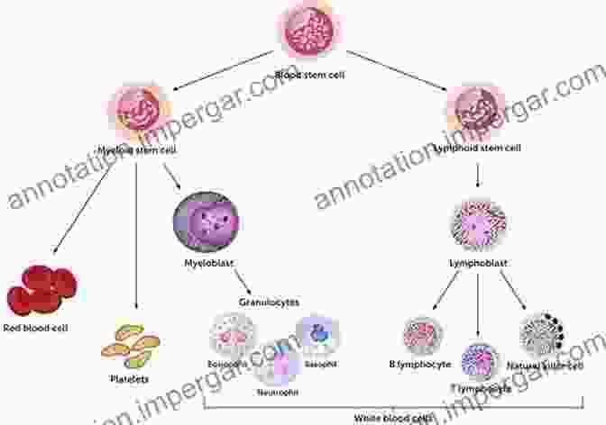 Image Of Immune Cells Immunology: A Comprehensive Review Darla J Wise