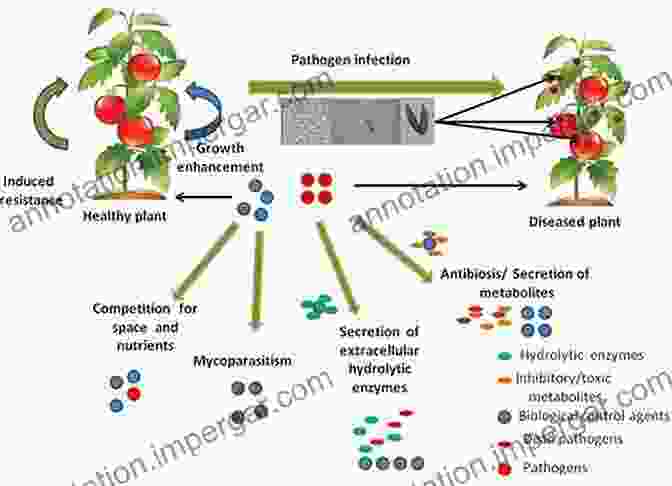 Image Of Various Biocontrol Agents Used For Postharvest Disease Management Bio Management Of Postharvest Diseases And Mycotoxigenic Fungi (World Food Preservation Center Series)