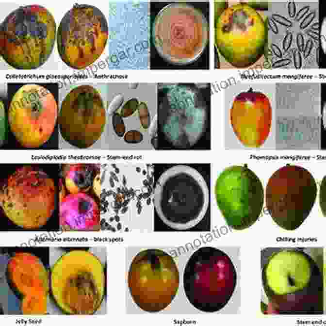 Image Of Various Postharvest Diseases Affecting Fruits And Vegetables Bio Management Of Postharvest Diseases And Mycotoxigenic Fungi (World Food Preservation Center Series)