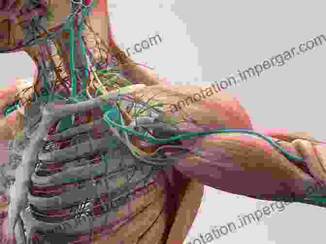 Individuals From Various Backgrounds Exploring The Wonders Of Human Anatomy Clinical Anatomy Of The Spine Spinal Cord And ANS