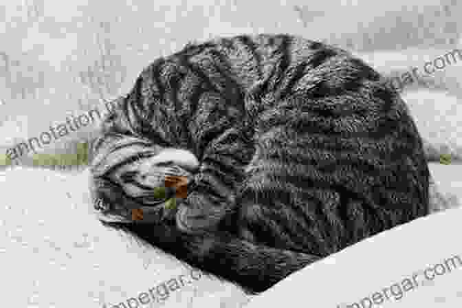 Intimate Portrait Of A Sleeping Tabby Cat Curled Up In A Cozy Corner, Capturing The Tranquility And Warmth Of Feline Slumber Cats: A Portrait In Pictures And Words