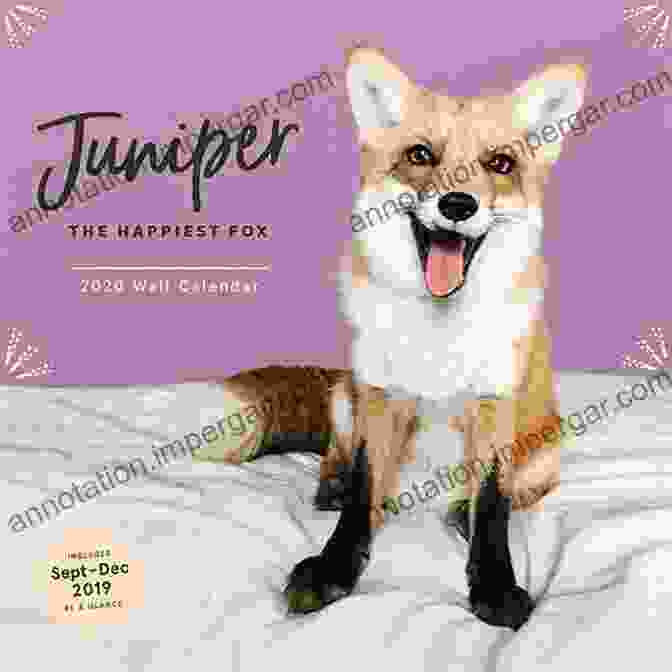 Juniper The Happiest Fox Book Cover By Jessika Coker, Featuring A Joyful Fox Surrounded By Vibrant Nature. Juniper: The Happiest Fox Jessika Coker