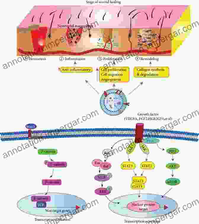 Lactoferrin Promotes Wound Healing By Enhancing Angiogenesis And Tissue Regeneration. Lactoferrin And Its Role In Wound Healing