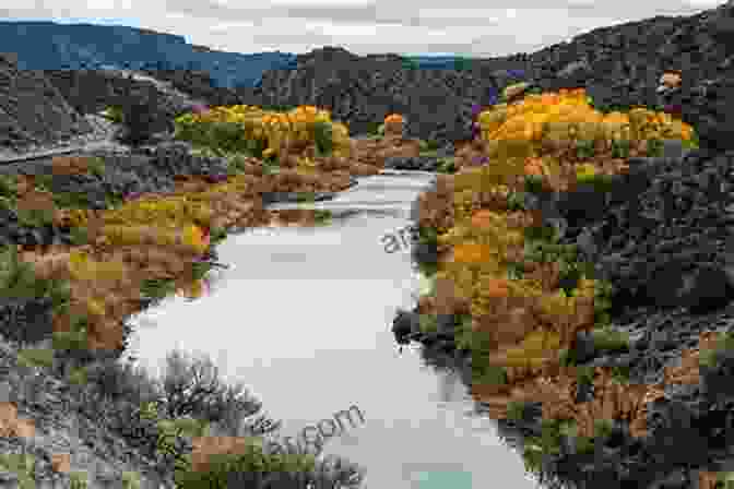 Majestic Cottonwood Trees Lining The Banks Of The Rio Chimayo In Northern New Mexico The Trees Of Chimayo David Cope