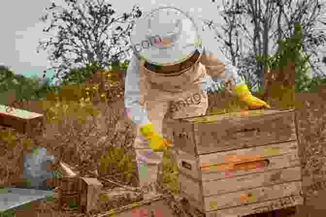 Person Harvesting Honey From A Beehive Beekeeping For Beginners: A Simple Guide For Learning How To Set Up Maintain A Beehive In Your Own Backyard (Beekeeping Homesteading Gardening Hives Honey)