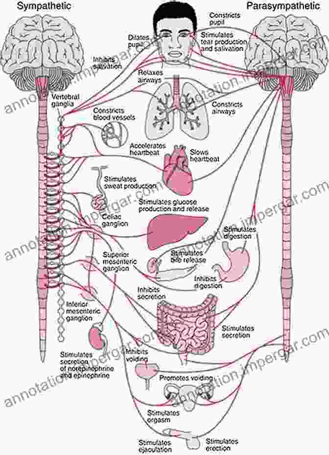 Schematic Representation Of The Autonomic Nervous System, Depicting Its Divisions And Innervation Clinical Anatomy Of The Spine Spinal Cord And ANS