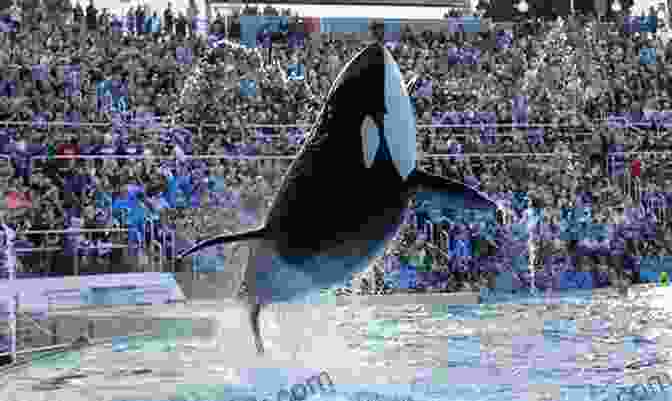 Shamu Performing At SeaWorld, With A Forced Smile On His Face Death At SeaWorld: Shamu And The Dark Side Of Killer Whales In Captivity