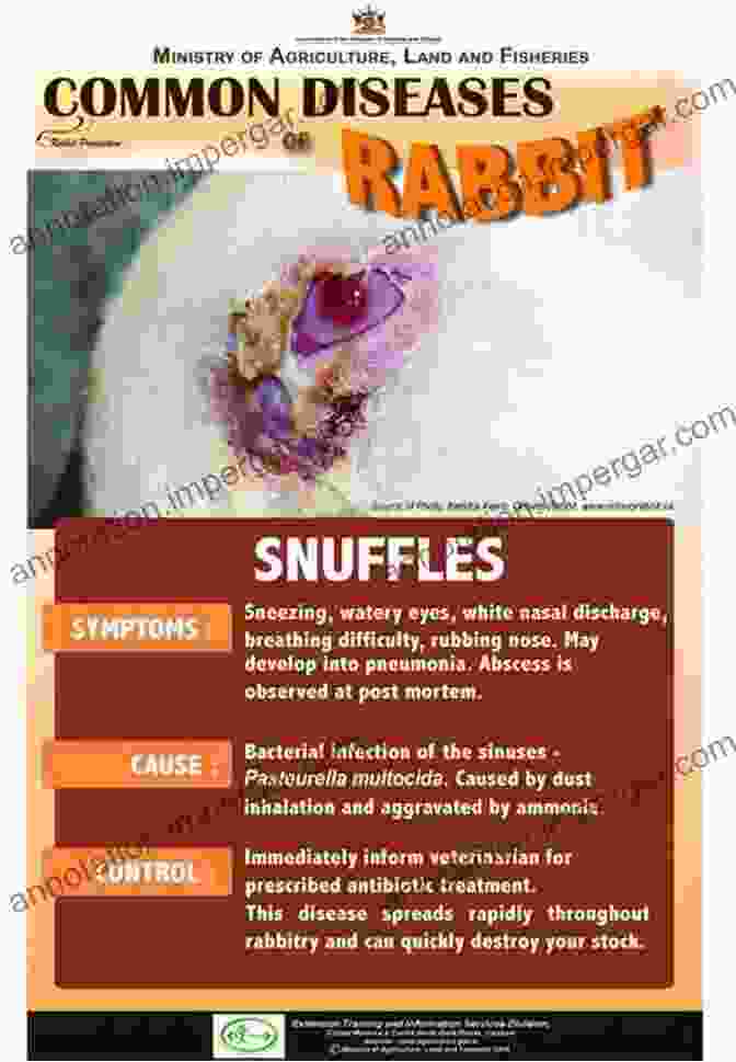 The Health And Diseases Of Rabbits: Collection Of Articles On The Diagnosis And Treatment Of Rabbit Illnesses The Health And Diseases Of Rabbits A Collection Of Articles On The Diagnosis And Treatment Of Ailments Affecting Rabbits