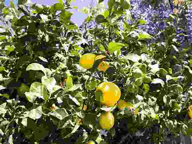 Thriving Citrus Trees Laden With Ripe Oranges And Lemons In A Backyard Garden How To Grow Citrus Practically Anywhere