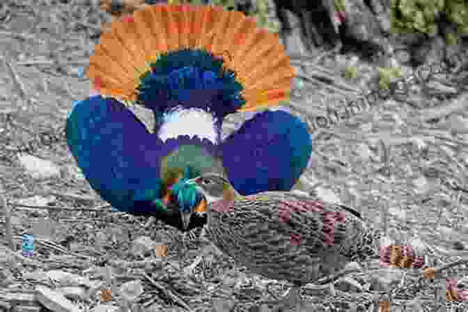 Two Birds Engaging In An Elaborate Courtship Display The Secret Perfume Of Birds: Uncovering The Science Of Avian Scent