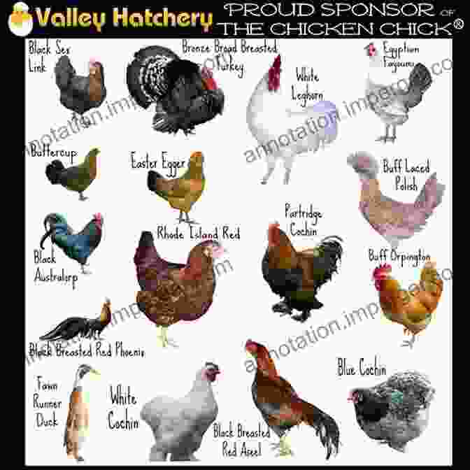 Various Breeds Of Chickens Practical Poultry Breeder Or How To Make Poultry Pay